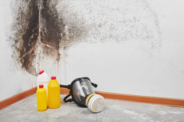 Best Mold Removal Specialists  in Ferry Pass, FL