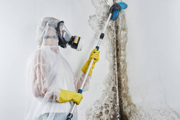 Best Attic Mold Removal  in Ferry Pass, FL