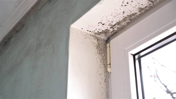 Best Attic Mold Removal  in Ferry Pass, FL