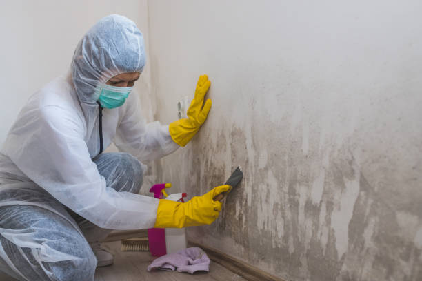 Best Affordable Mold Removal  in Ferry Pass, FL
