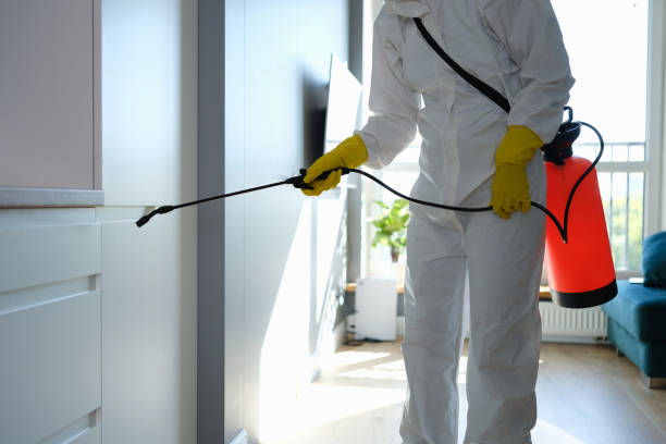 Best Emergency Mold Removal  in Ferry Pass, FL