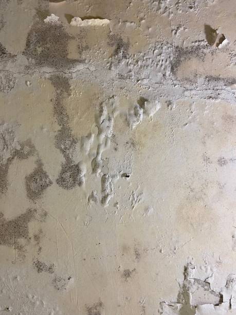 Best Mold Damage Repair  in Ferry Pass, FL