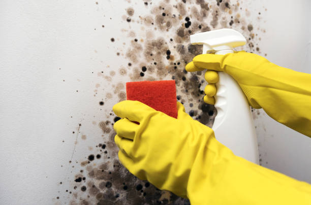 Crawl Space Mold Removal in Ferry Pass, FL