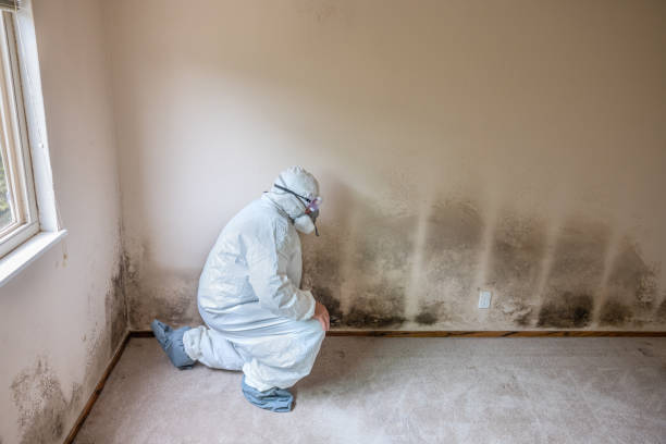 Best Commercial Mold Removal  in Ferry Pass, FL