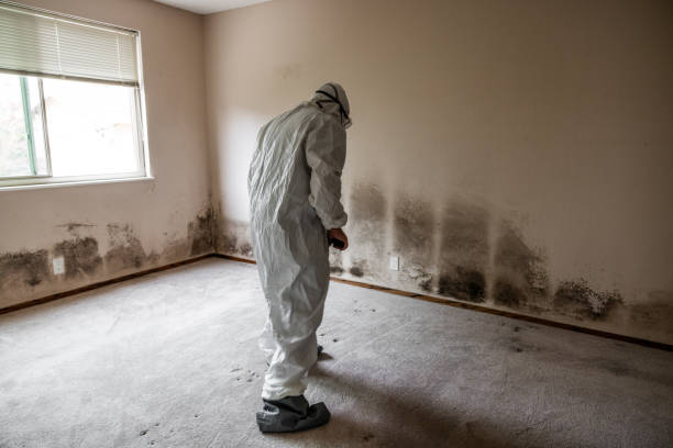 Best Professional Mold Removal  in Ferry Pass, FL