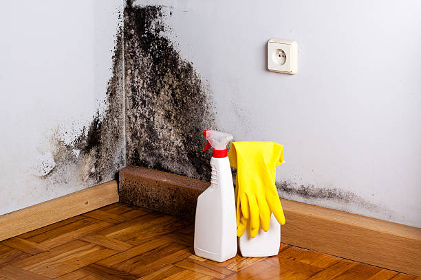 Best Certified Mold Removal  in Ferry Pass, FL