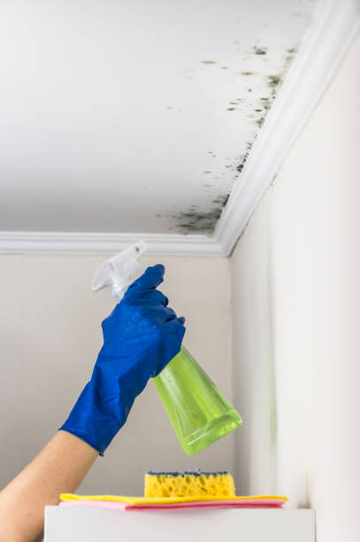 Best Mold Remediation  in Ferry Pass, FL